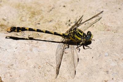 Onychogomphus uncatus