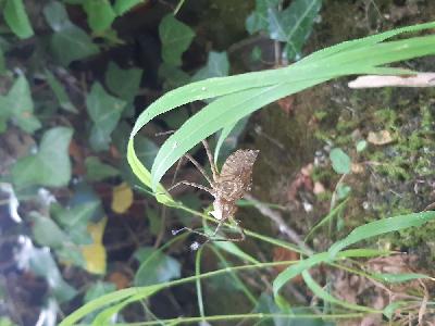 Macromia splendens