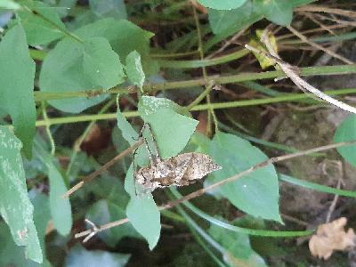 Macromia splendens