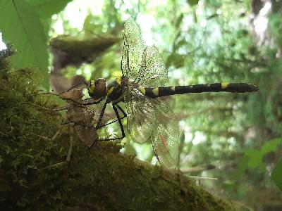 Macromia splendens