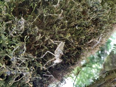 Macromia splendens