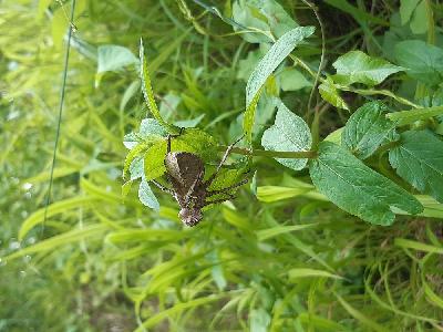 Macromia splendens