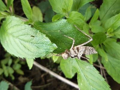Macromia splendens