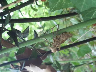 Macromia splendens