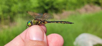 Somatochlora flavomaculata