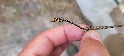 Onychogomphus uncatus