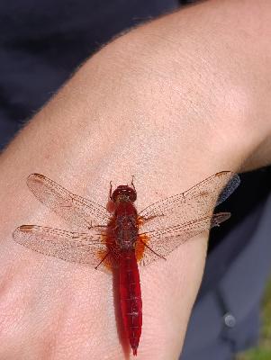 Crocothemis erythraea