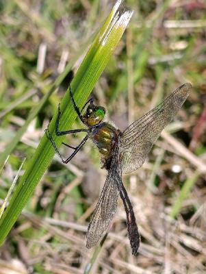 Cordulia aenea