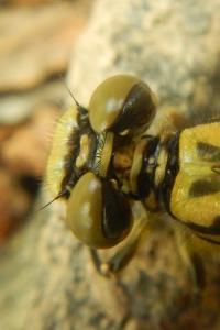 Onychogomphus forcipatus