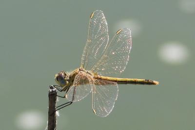 Sympetrum fonscolombii