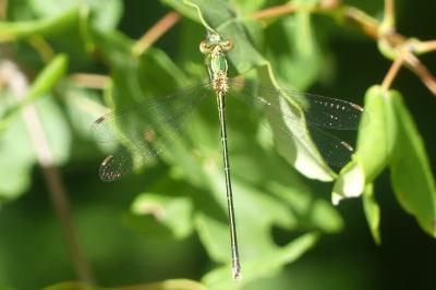 Lestes barbarus