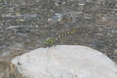 Onychogomphus forcipatus