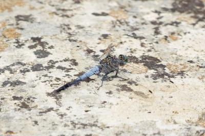 Orthetrum cancellatum