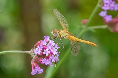 Sympetrum fonscolombii