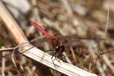 Sympetrum sanguineum