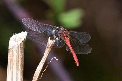 Sympetrum sanguineum
