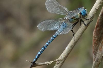 Aeshna affinis