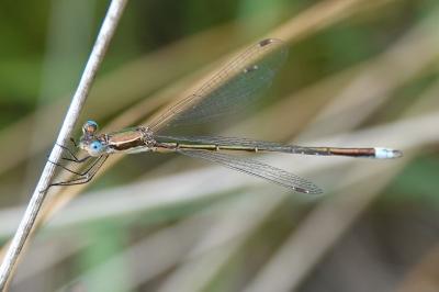 Lestes virens