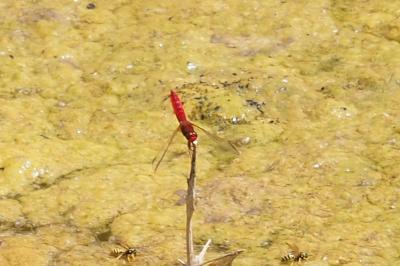 Crocothemis erythraea