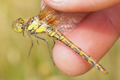 Sympetrum striolatum
