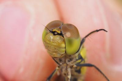 Sympetrum striolatum