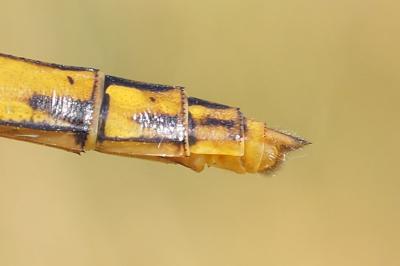 Sympetrum striolatum