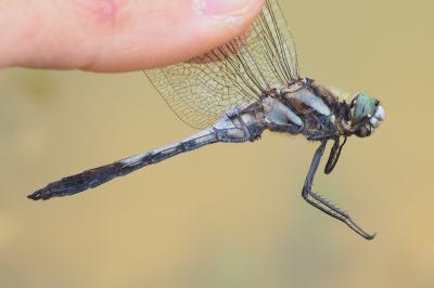 Orthetrum albistylum