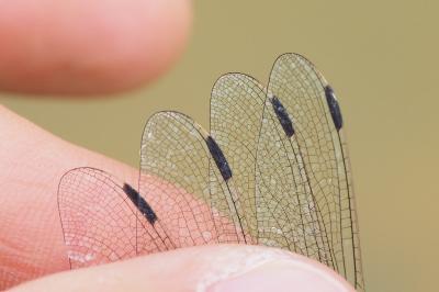 Orthetrum albistylum