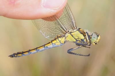 Orthetrum cancellatum