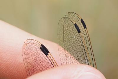 Orthetrum cancellatum