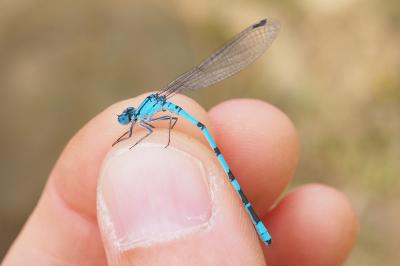 Enallagma cyathigerum