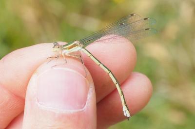 Lestes virens