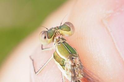Lestes virens