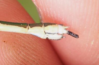 Lestes virens