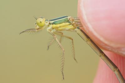 Lestes barbarus