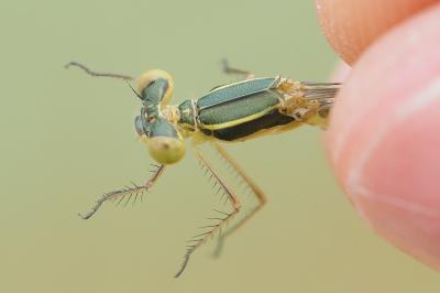 Lestes barbarus