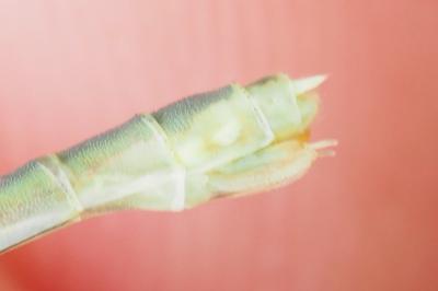 Lestes barbarus