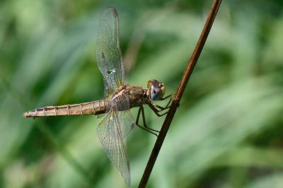 Crocothemis erythraea