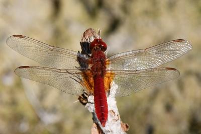 Crocothemis erythraea