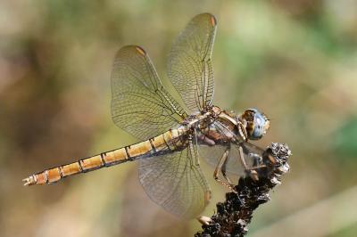 Orthetrum coerulescens