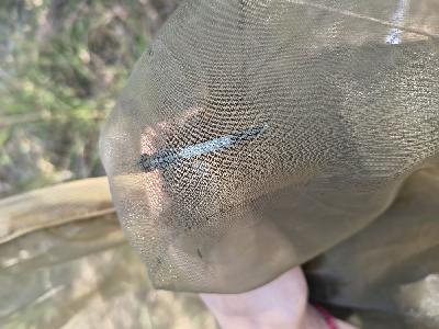 Orthetrum albistylum