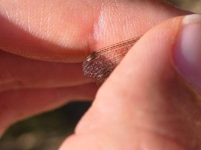 Lestes barbarus