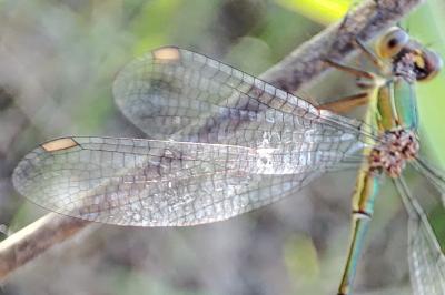 Chalcolestes viridis