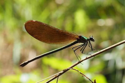 Calopteryx virgo