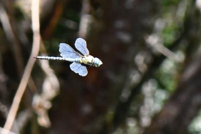 Aeshna affinis