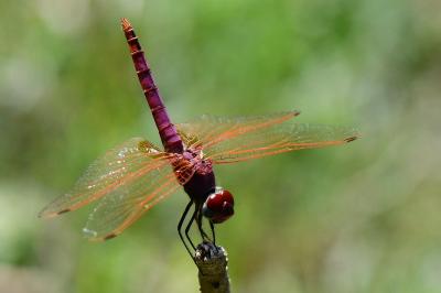 Trithemis annulata