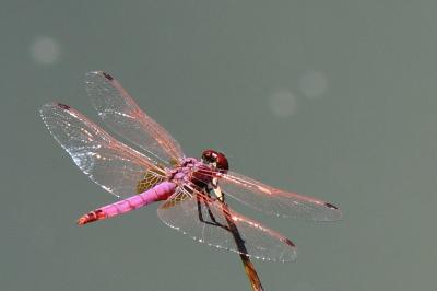 Trithemis annulata