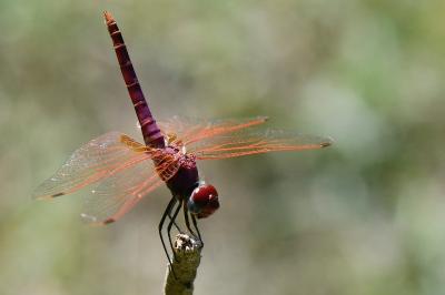 Trithemis annulata