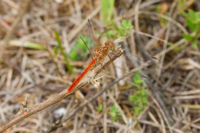 Sympetrum meridionale