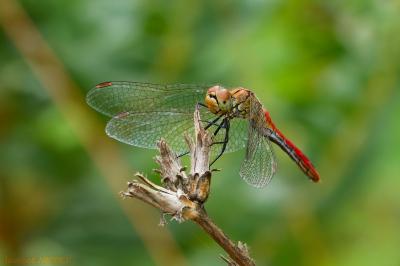 Sympetrum sanguineum